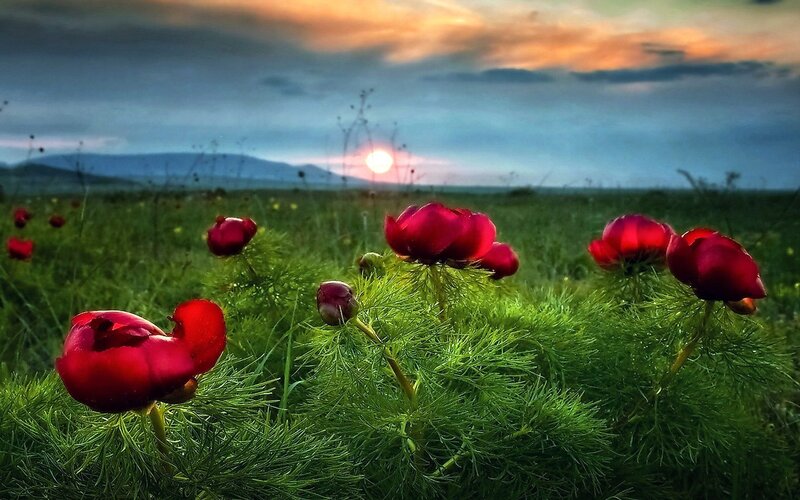 Red Flowers in Field — Serene, Sunset, Photograph