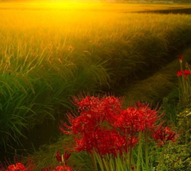 Red Flowers in Field — Serene, Sunset