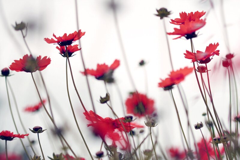 Red Flowers in Field — Serene