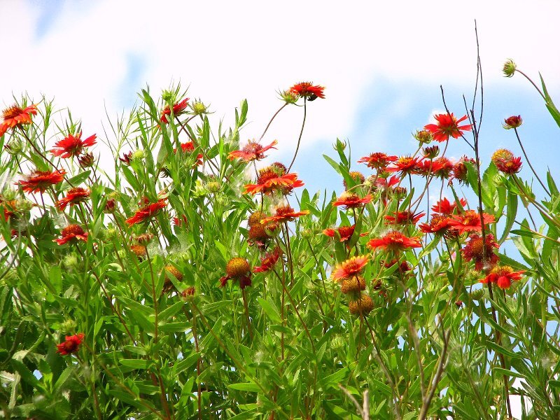 Red Flowers in Field