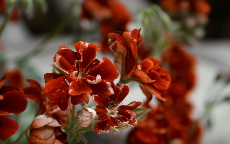 red flowers in focus