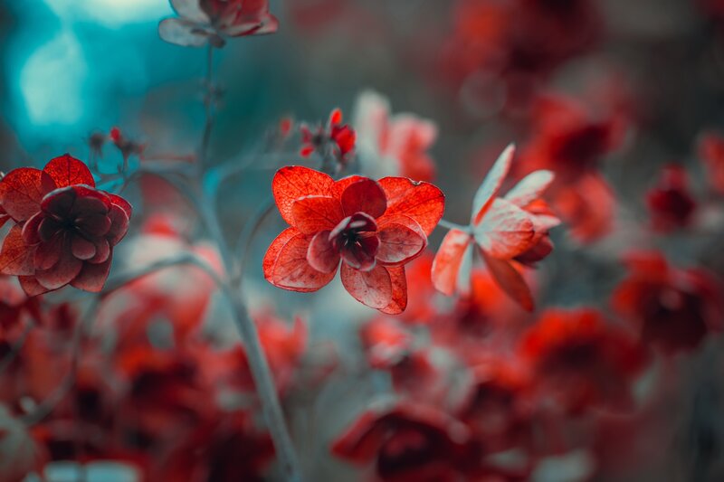 Red Flowers in Focus — Dreamy