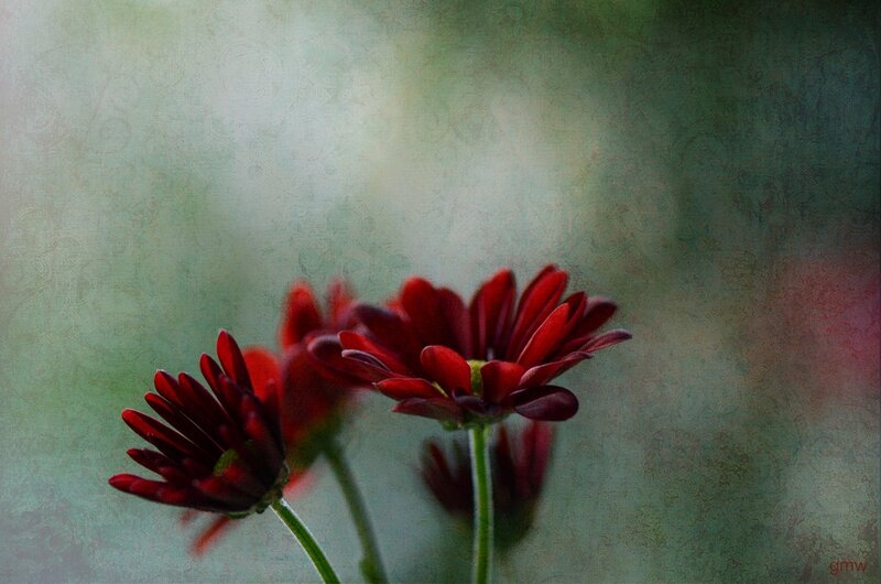 Red Flowers in Focus — Serene