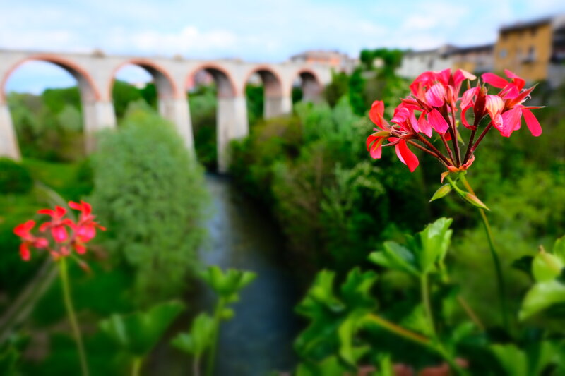 Red Flowers in Foreground