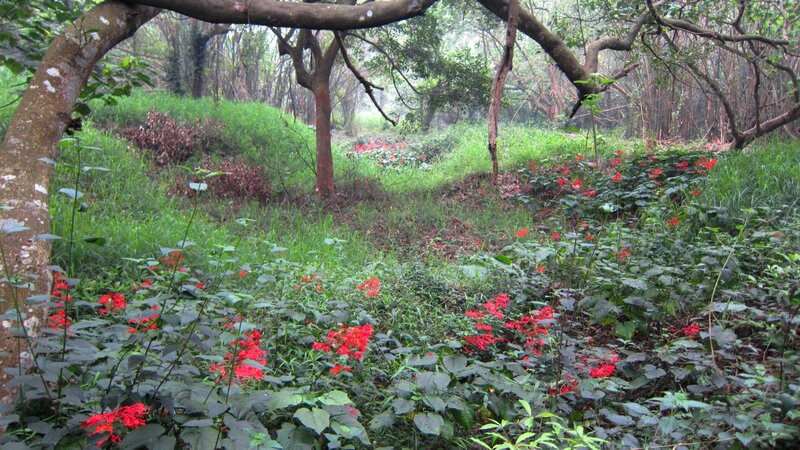 Red Flowers in Forest — Green