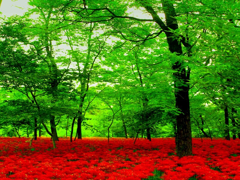 Red Flowers in Forest — Serene, Afternoon