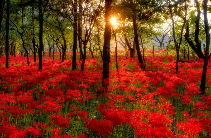 Red Flowers in Forest — Serene, Sunset, Photograph