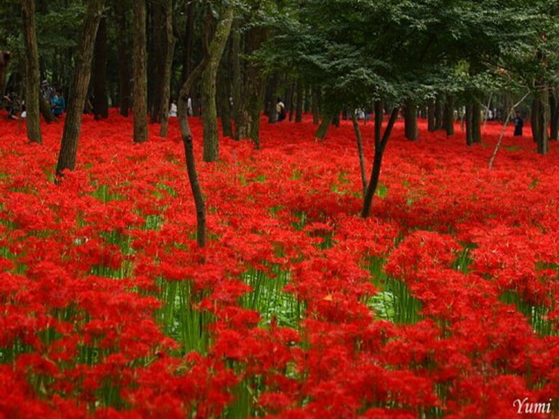 Red Flowers in Forest — Serene