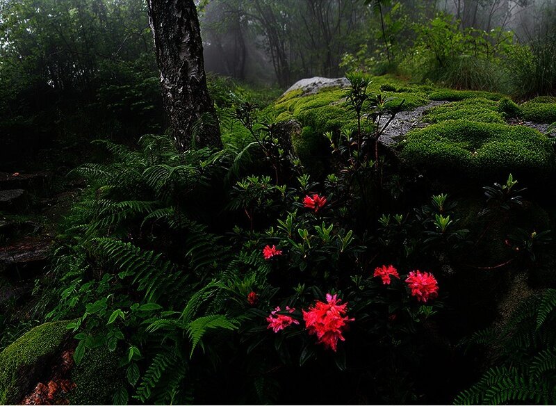 Red Flowers in Forest