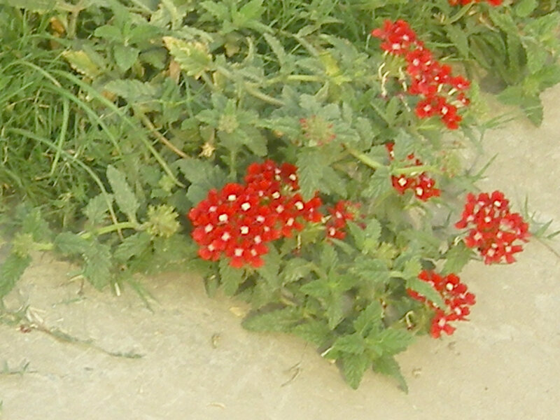 red flowers in garden