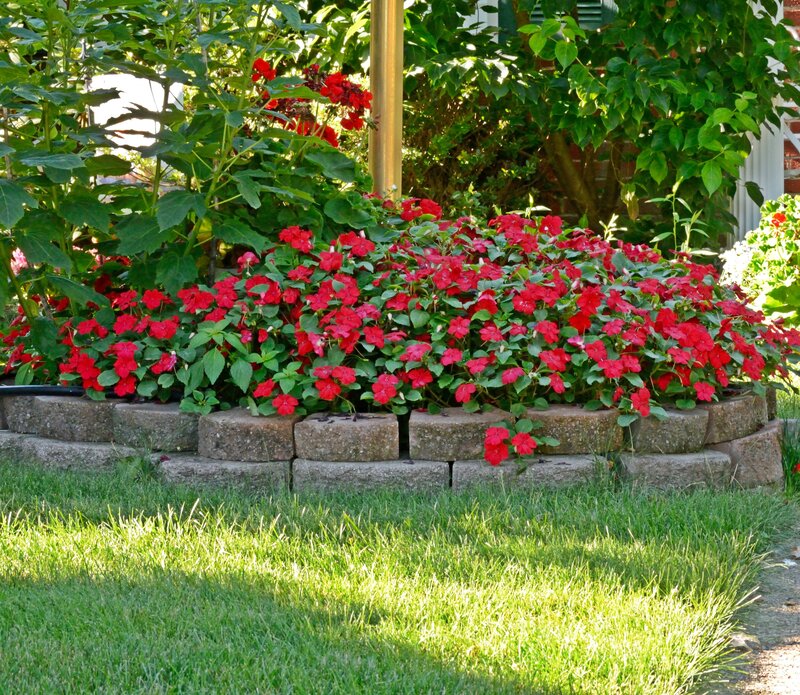 Red Flowers in Garden Bed — Green