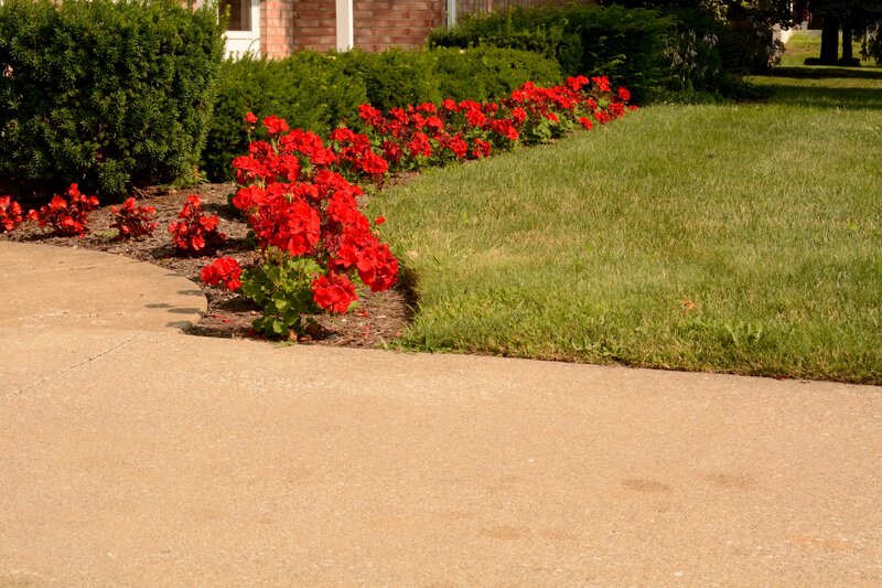 Red Flowers in Garden — Calm, Afternoon, Photograph, Grass