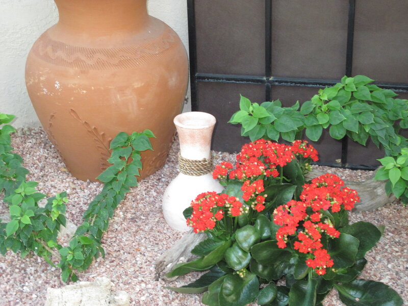 Red Flowers in Garden — Calm, Afternoon