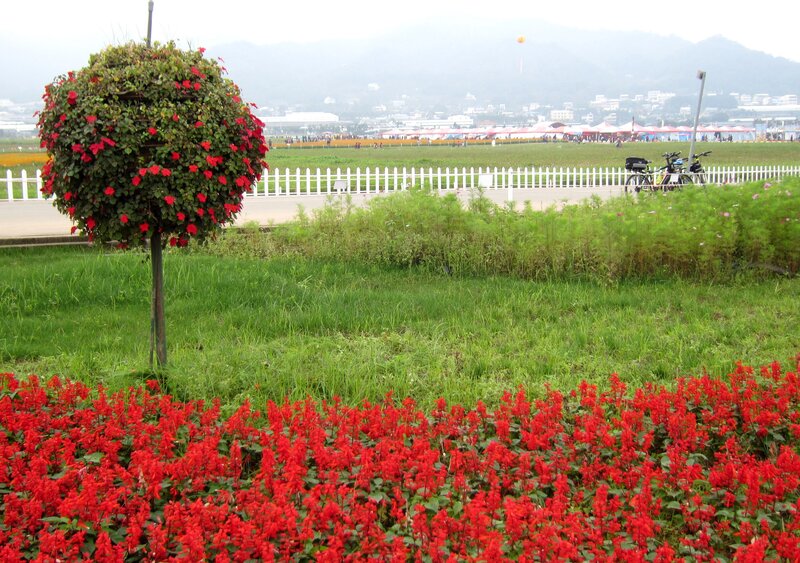 Red Flowers in Garden — Calm