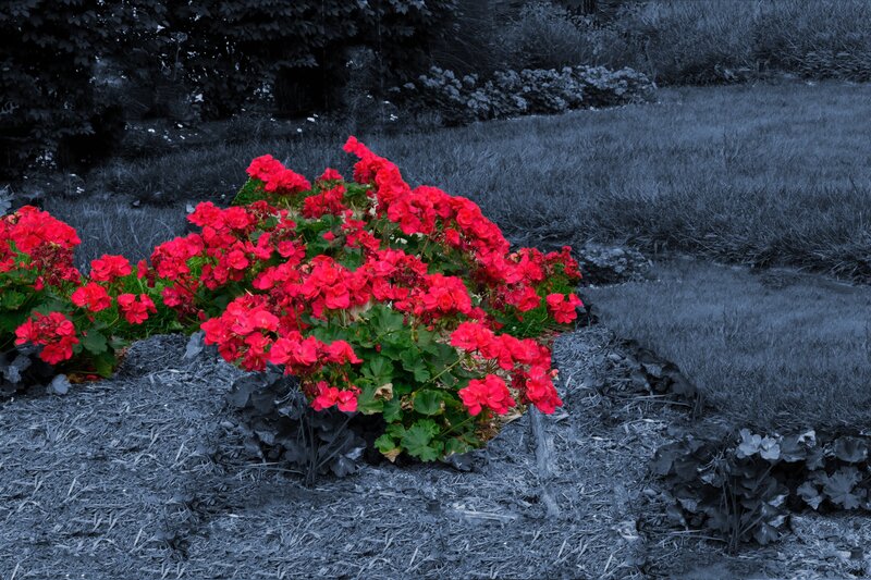 Red Flowers in Garden — Dramatic, Photograph