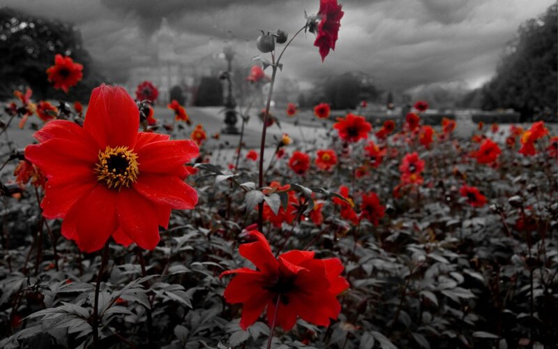 Red Flowers in Garden — Dramatic