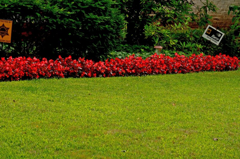 Red Flowers in Garden — Green, Calm