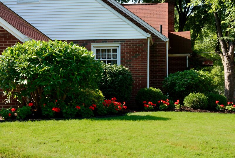 Red Flowers in Garden — Green, Serene, Afternoon, Photograph, House