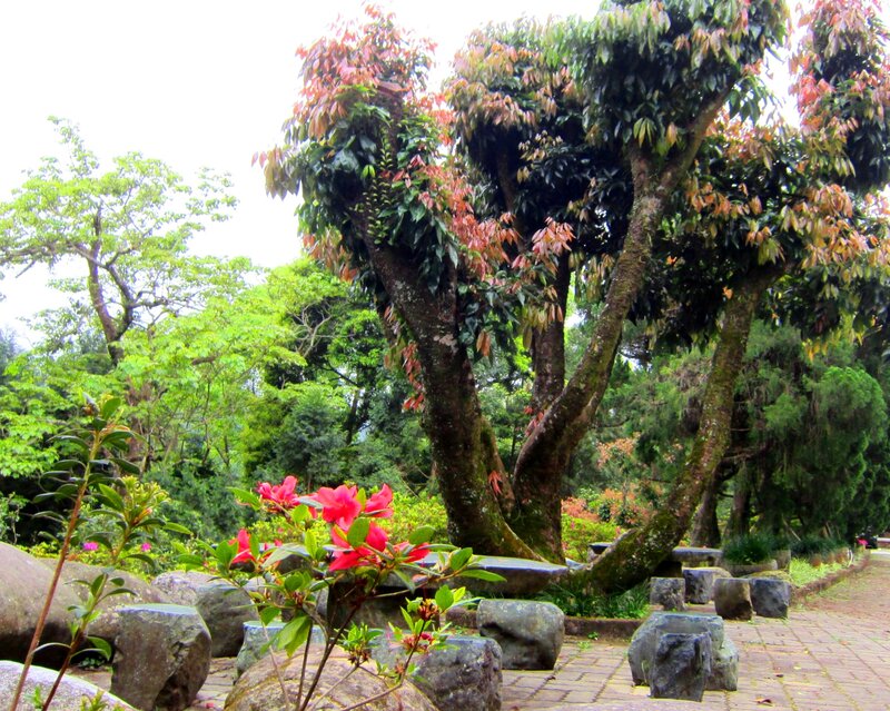 Red Flowers in Garden — Green, Serene, Afternoon, Photograph