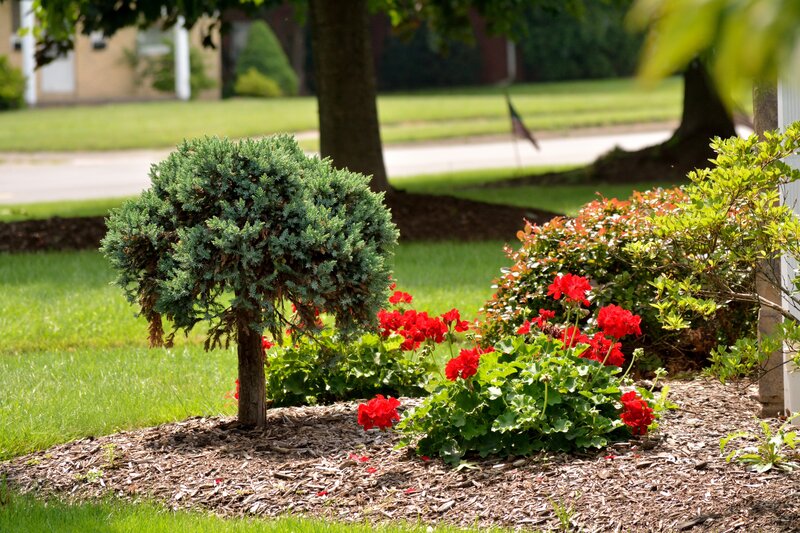 Red Flowers in Garden — Green, Serene, Afternoon, Photograph, Tree
