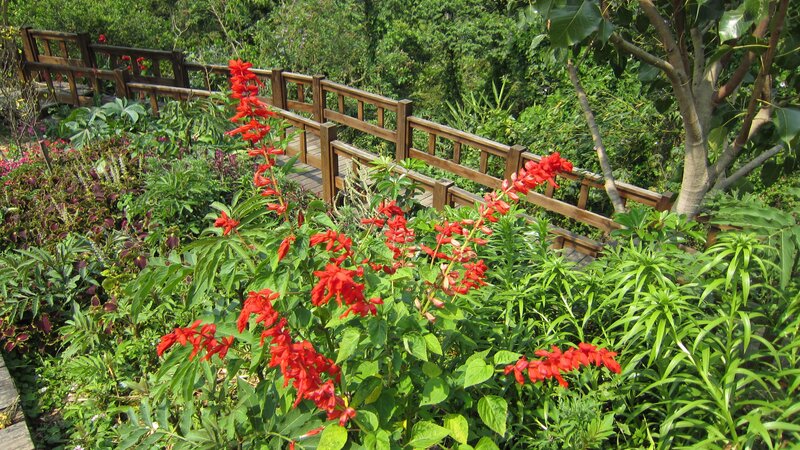 Red Flowers in Garden — Green, Serene