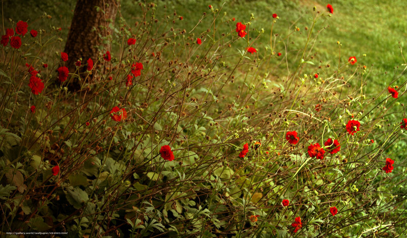 Red Flowers in Garden — Natural, Afternoon, Photograph, Grass