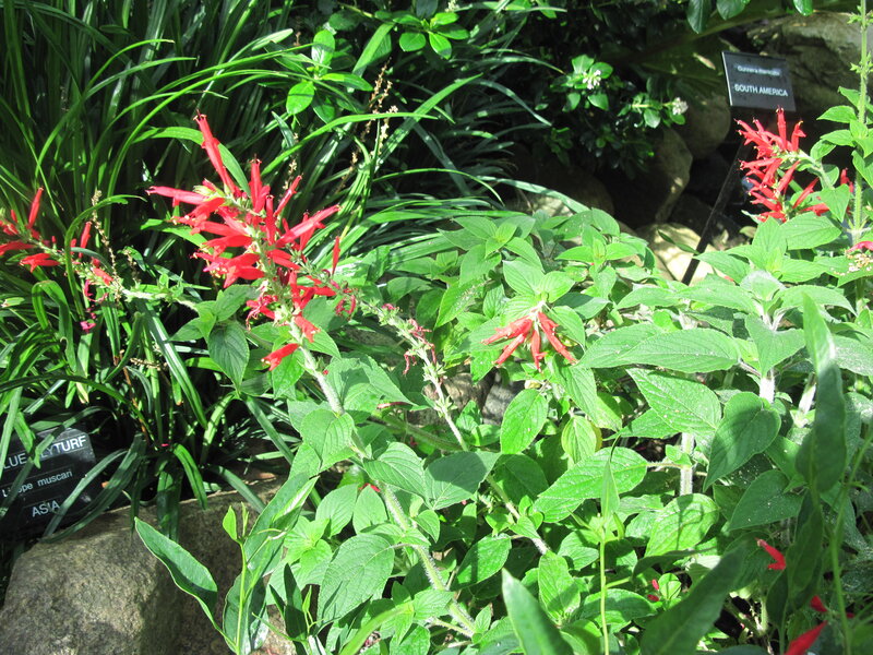 Red Flowers in Garden — Natural, Afternoon, Photograph, Green Leaves