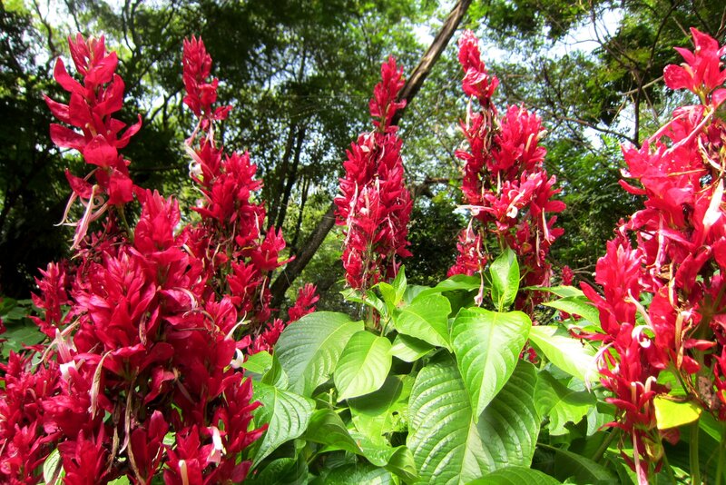 Red Flowers in Garden — Natural, Afternoon, Photograph