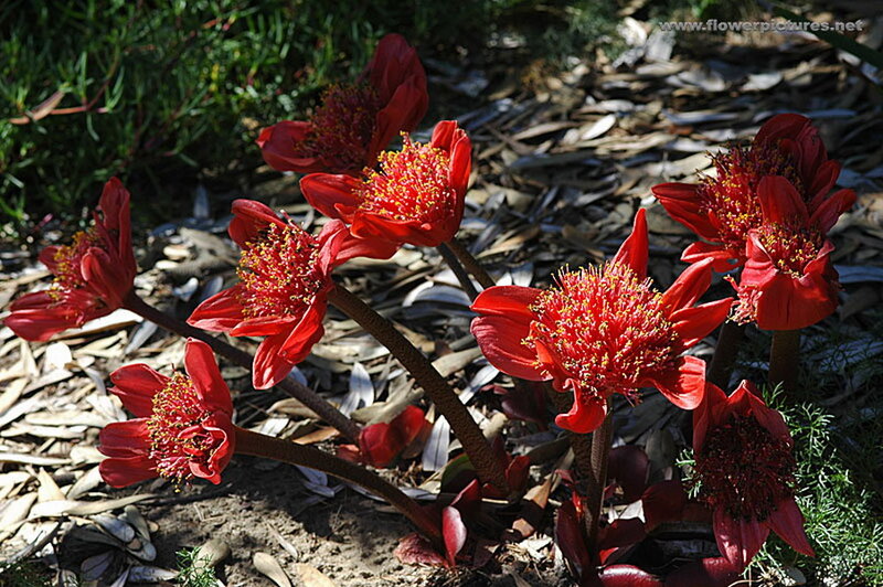 Red Flowers in Garden — Natural, Afternoon