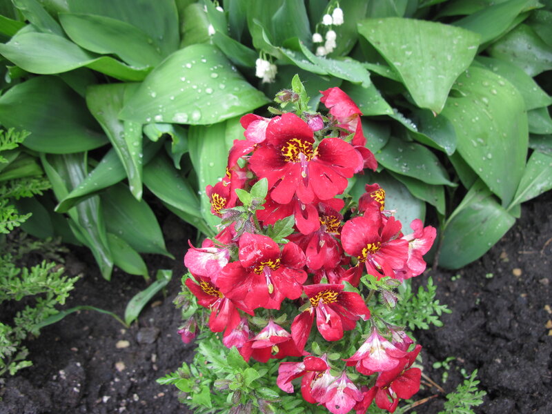 Red Flowers in Garden — Natural, Spring
