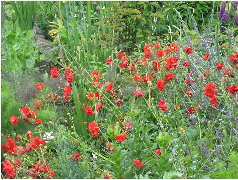 Red Flowers in Garden — Natural, Summer