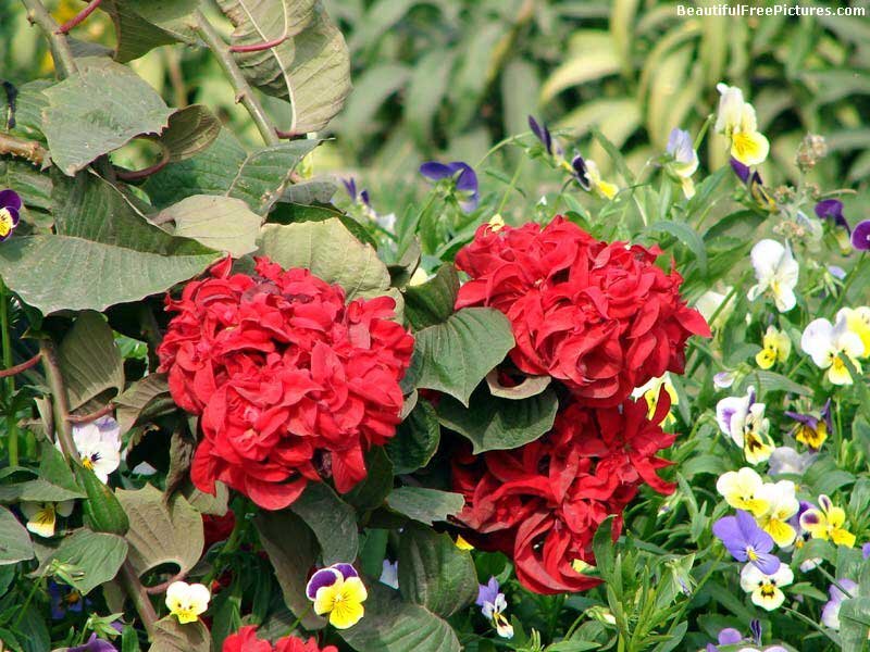 Red Flowers in Garden — Natural