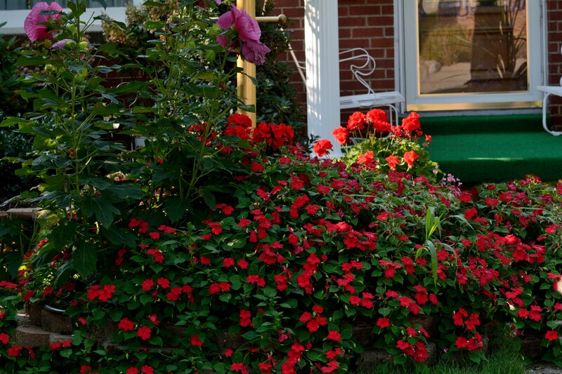 Red Flowers in Garden — Serene, Afternoon, Photograph, Brick Wall