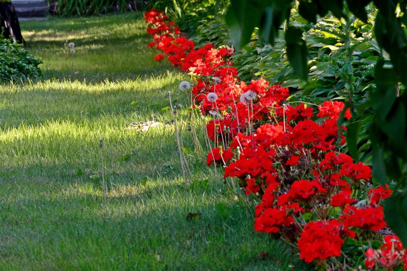 Red Flowers in Garden — Serene, Afternoon, Photograph, Grass