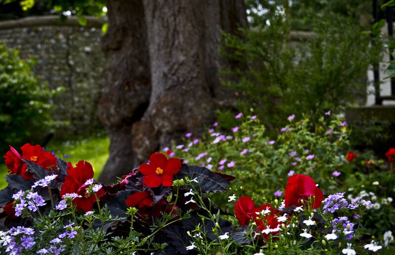 Red Flowers in Garden — Serene, Afternoon, Photograph