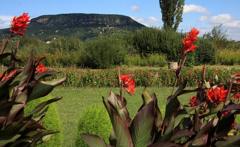 Red Flowers in Garden — Serene, Afternoon