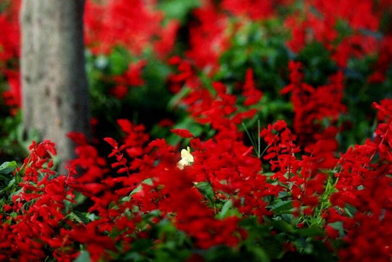 Red Flowers in Garden — Serene, Photograph