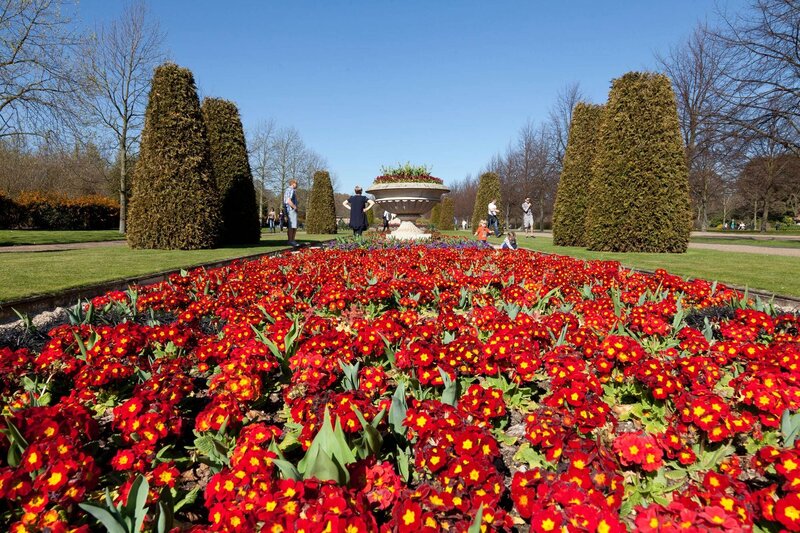 Red Flowers in Garden — Serene, Spring