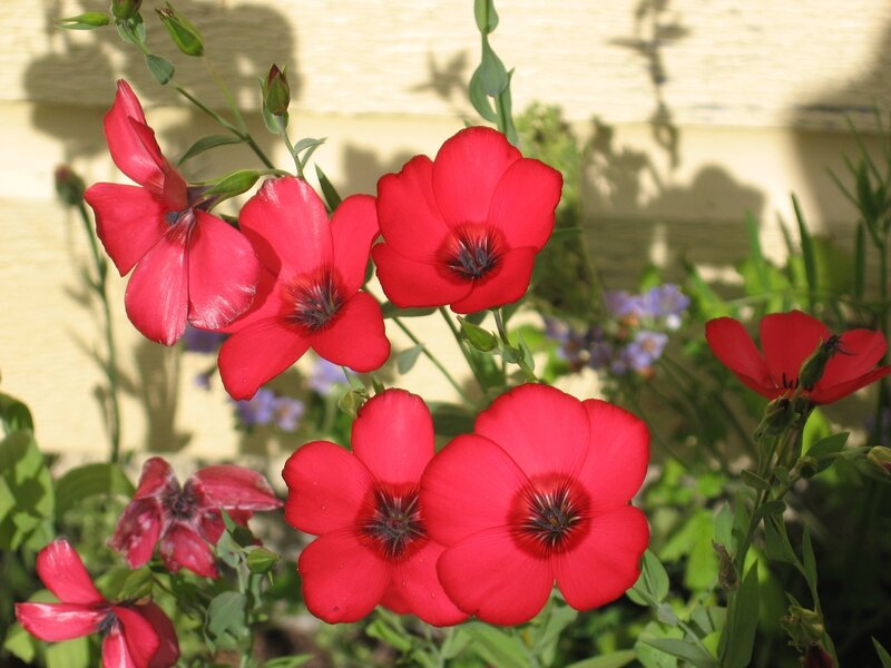 Red flowers in garden