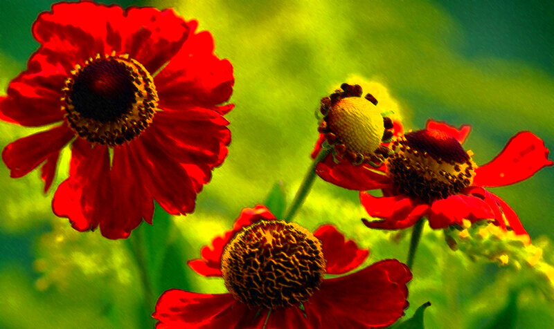 Red Flowers in Garden — Vibrant