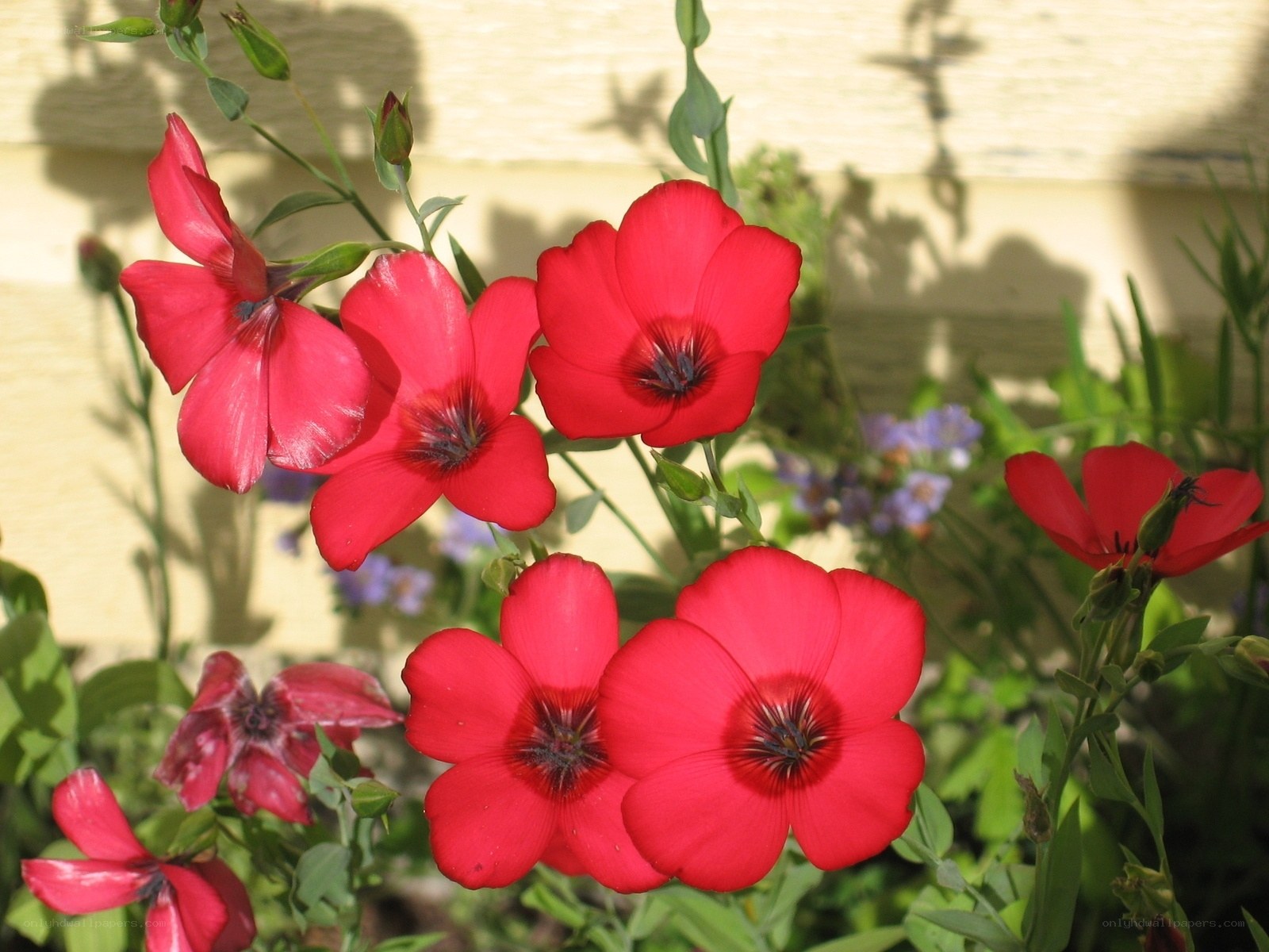 Red flowers in garden