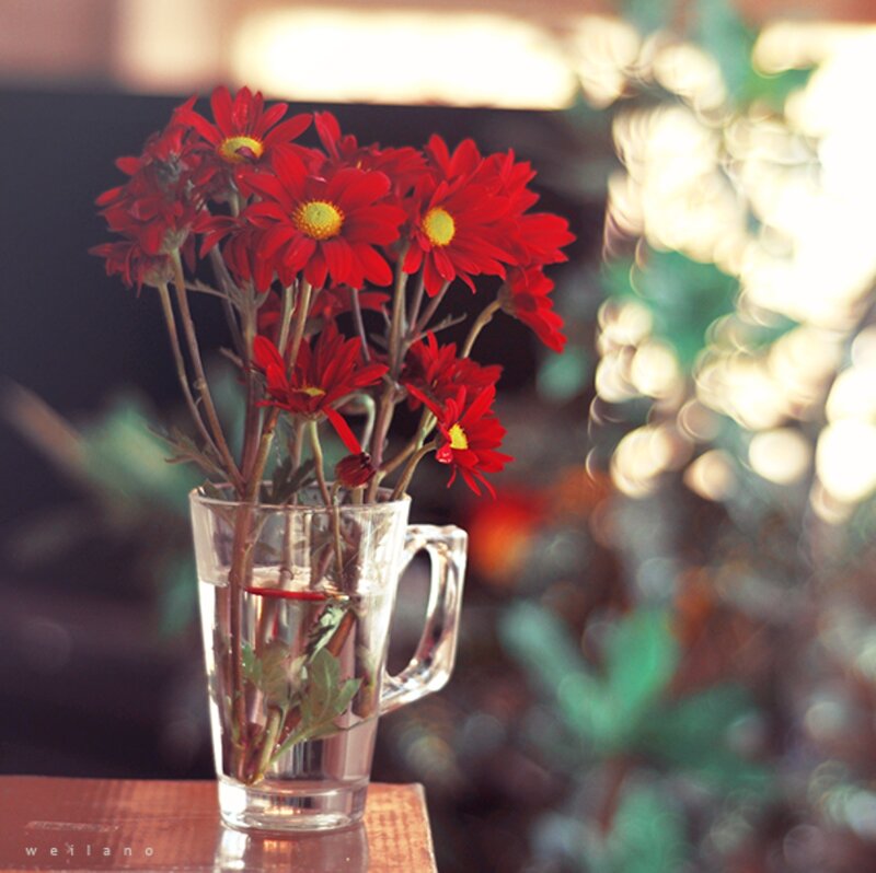 Red Flowers in Glass Mug