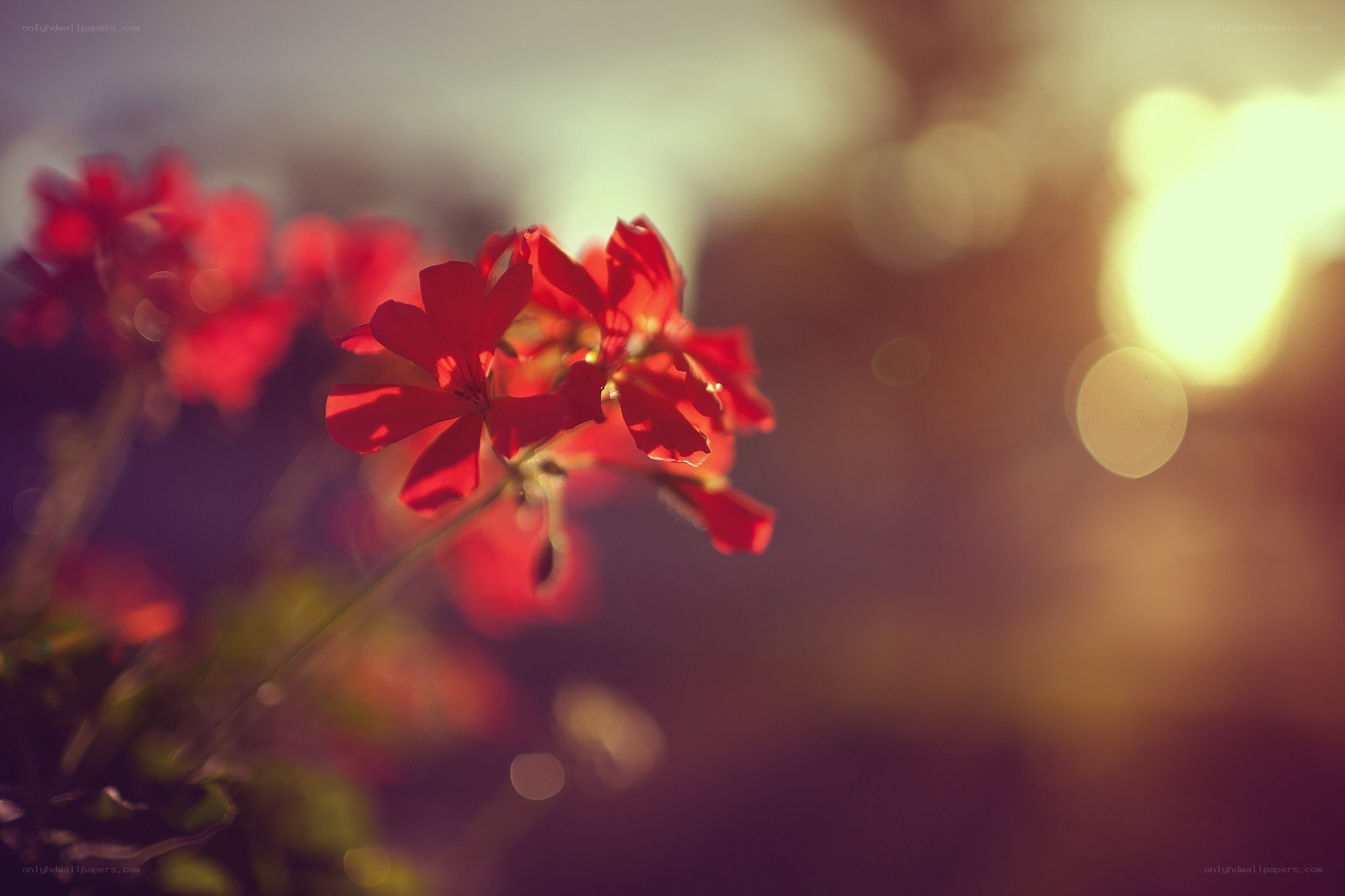 Red flowers in golden light