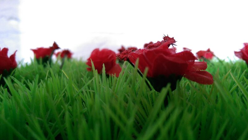 Red Flowers in Grass — Green