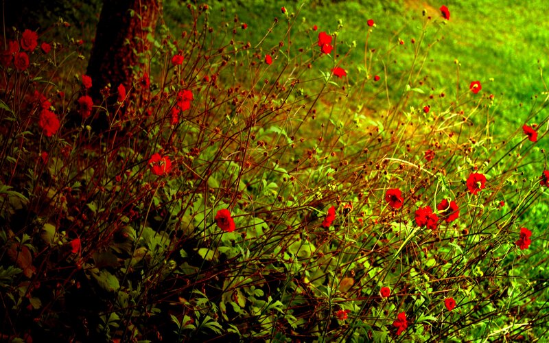 Red Flowers in Grass
