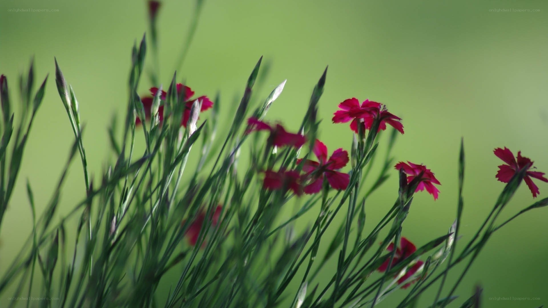 Red flowers in green field