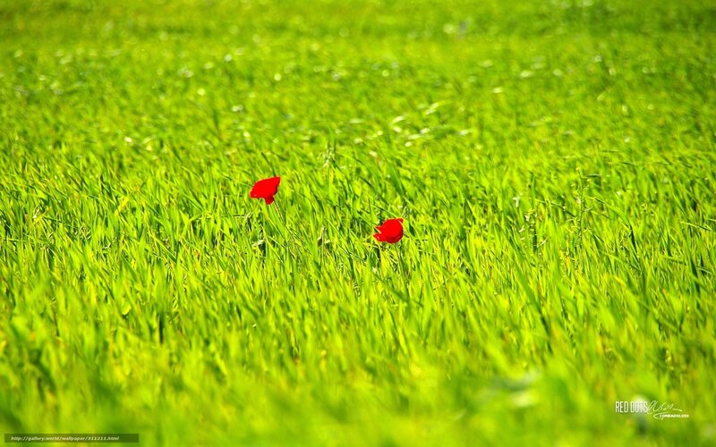 Red flowers in green field