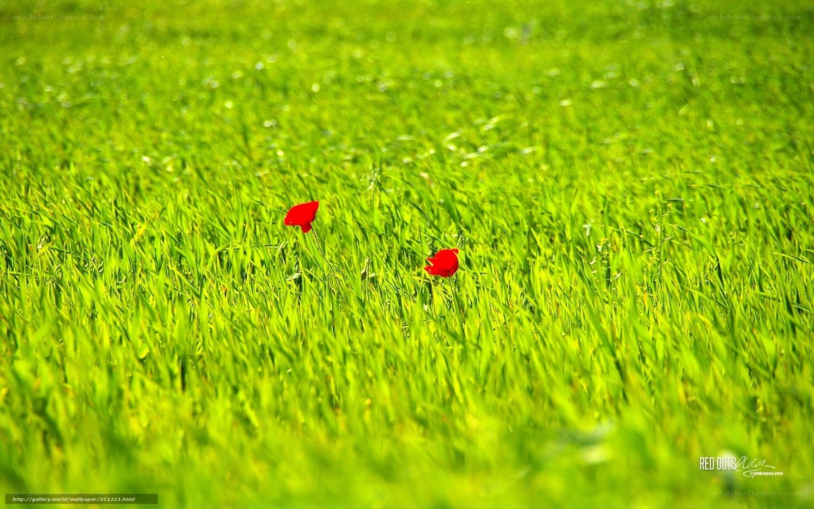 Red flowers in green field