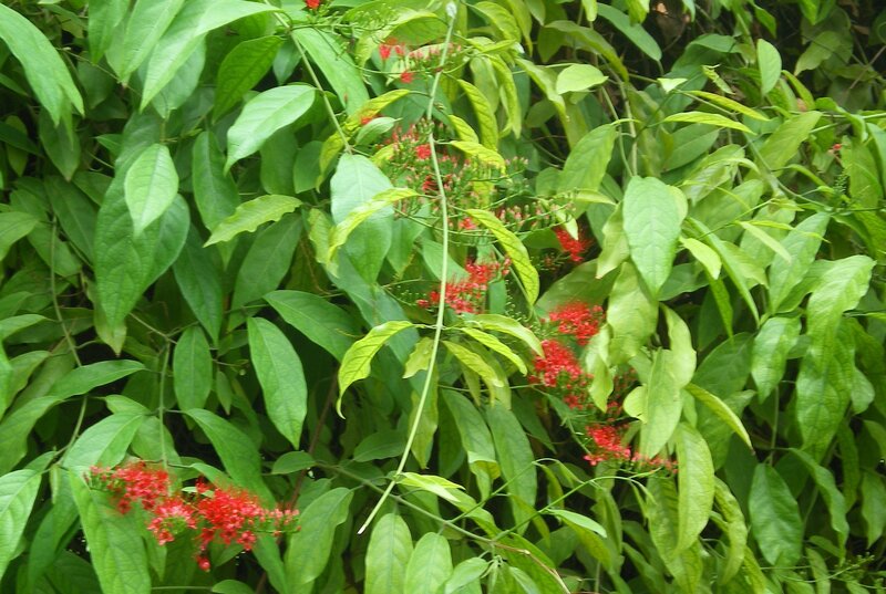 Red flowers in green foliage