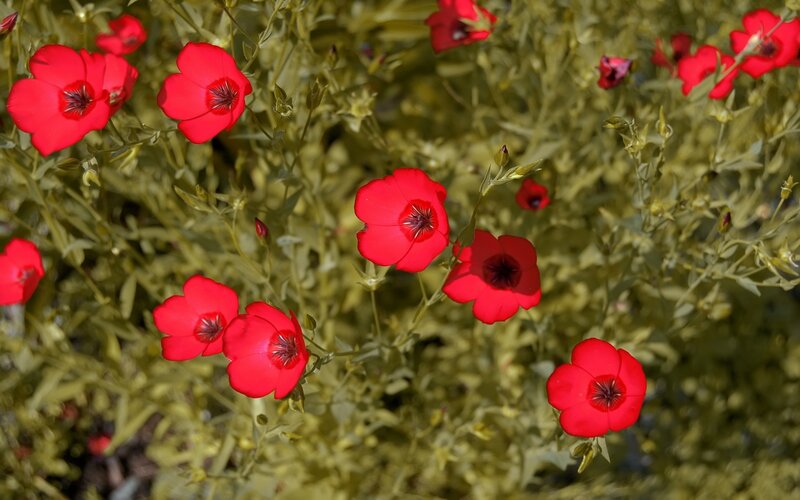Red Flowers in Green Foliage — Calm